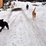 Hay más de doce mil canes sueltos en Ushuaia