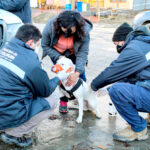 Exitosa jornada de vacunación antirrábica en el barrio Altos de la Montaña