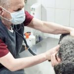 “No se nos puede obligar a los veterinarios a hacer guardias”