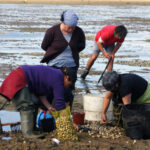 Rige la veda por marea roja en todo el Canal Beagle