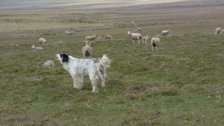 Perros protectores de ganado en la Estancia Guazú Cué.  (Fuente CADIC, Adrián Schiavini, Estancia  Guazú Cué)