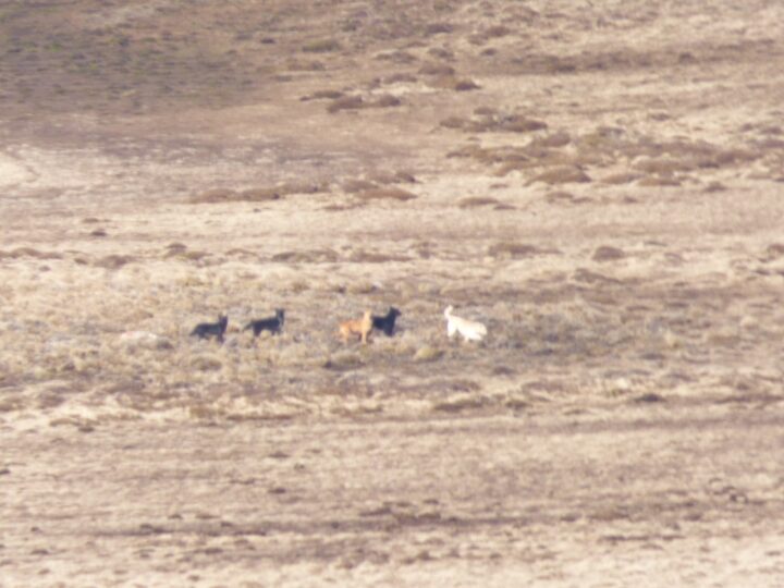 Perros protectores de ganado en la Estancia Guazú Cué.  (Fuente CADIC, Adrián Schiavini, Estancia  Guazú Cué)