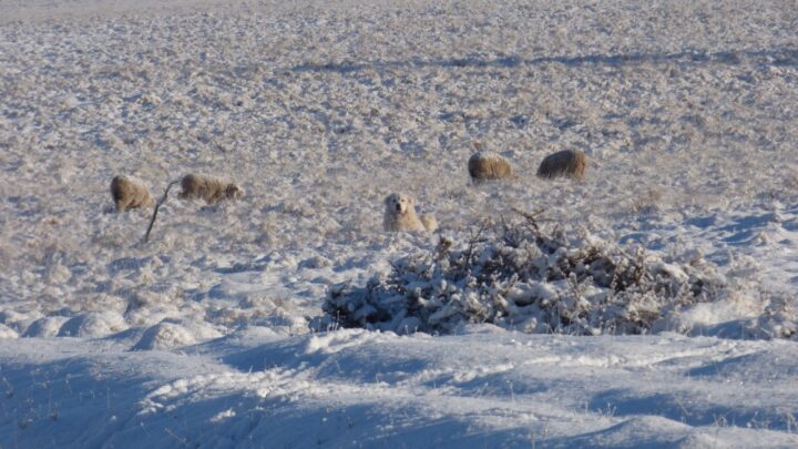 Perros protectores de ganado en la Estancia Guazú Cué.  (Fuente CADIC, Adrián Schiavini, Estancia  Guazú Cué)