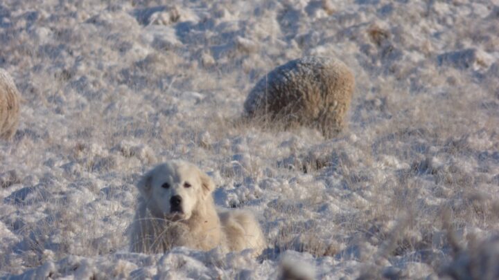 Perros protectores de ganado en la Estancia Guazú Cué.  (Fuente CADIC, Adrián Schiavini, Estancia  Guazú Cué)