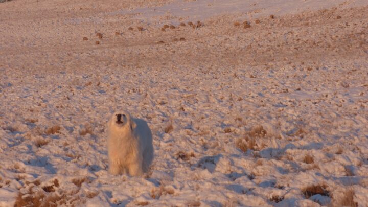 Perros protectores de ganado en la Estancia Guazú Cué.  (Fuente CADIC, Adrián Schiavini, Estancia  Guazú Cué)