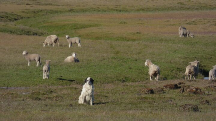 Perros protectores de ganado en la Estancia Guazú Cué.  (Fuente CADIC, Adrián Schiavini, Estancia  Guazú Cué)