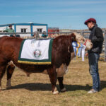 Culminó la séptima Exposición, Jura y Remate Hereford en la Asociación Rural de Tierra del Fuego