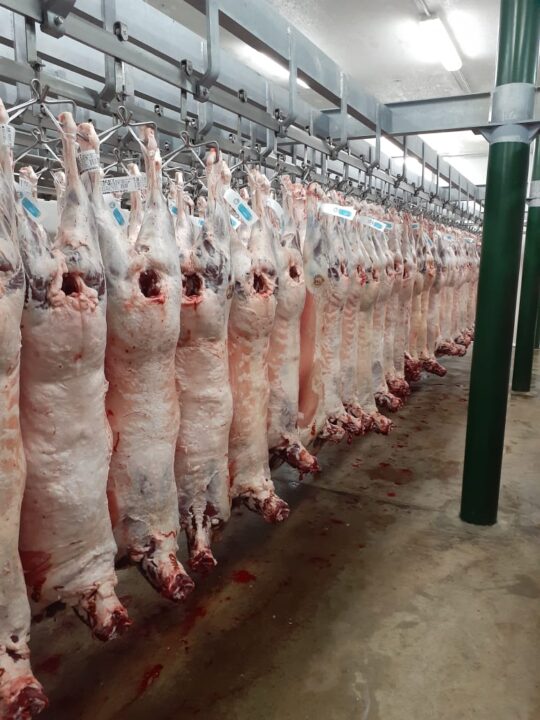 El Director del Distrito 14 de la Sociedad Rural Argentina indicó que “ovinos exportamos a todo el mundo, mandamos a Europa, Japón, donde los mayores compradores son Francia, España, Portugal, Inglaterra y Japón empezó a tallar durante el último año”, dijo.