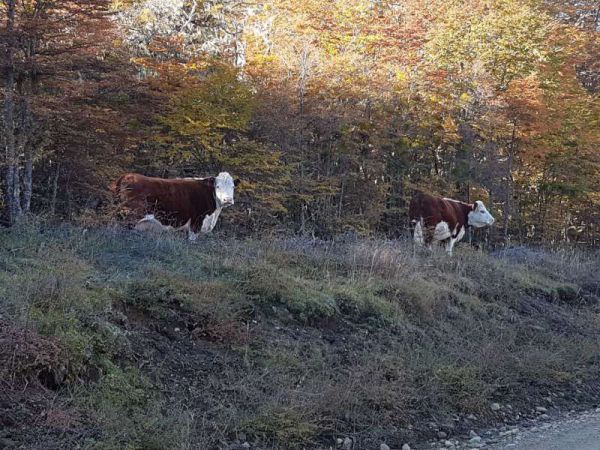 El inspector de Hereford en la provincia David Thomson mantuvo que “en toda la provincia tenemos un promedio de 65 a 70 mil cabezas, además de tener la ventaja de no utilizar productos químicos, estamos libre de cualquier tipo de enfermedad como brucelosis, tuberculosis, leucosis, entre otras enfermedades, por lo cual es algo que juega a nuestro favor”.