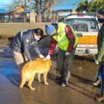 EN TOLHUIN SE REDUJO EN CASI UN 50% LA PRESENCIA DE PERROS SUELTOS EN LAS CALLES