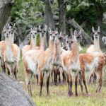 SCHIAVINI PLANTEÓ LAS DIFICULTADES PARA EL MANEJO DEL GUANACO