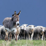 Estancia Viamonte lanzó una prueba piloto con burros protectores de ganado