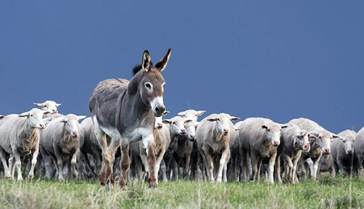 Estancia Viamonte lanzó una prueba piloto con burros protectores de ganado aprovechando que es una especie muy territorial que alerta y ahuyenta los perros asilvestrados.