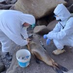 GRIPE AVIAR DESDE RÍO GRANDE HASTA MAR DEL PLATA