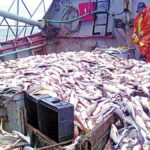 Denuncian que otro buque capturó más de 40 toneladas de merluza negra