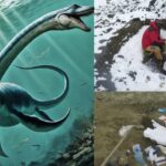 Encuentran restos de un Plesiosaurio en la Antártida Argentina