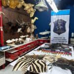 Se allanó un taller taxidermista que traficaba piezas de especies protegidas