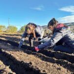 RGA Alimentos amplía su producción con el cultivo de ajo