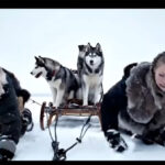 ARAF inició su campaña en los centros invernales para que los huskies no sean animales de tiro