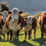 La Patagonia le dice no a la modificación de la barrera fitosanitaria