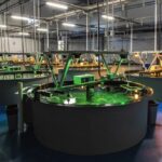 Salmonicultura: Noruegos interesados en hacer millonaria inversión en Tierra del Fuego