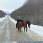 Caballos sueltos en Rancho Hambre: advierten por el riesgo y exigen respuesta de Defensa Civil
