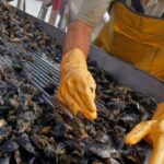 “El cultivo de mejillones en Tierra del Fuego enfrenta desafíos, pero tiene un gran potencial”