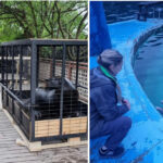 Ambiente participó del traslado de lobos marinos y verificó el estado de delfines en el Aquarium de Mar del Plata