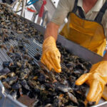 Del Canal a la mesa: el sueño de cultivar mejillones en Almanza