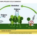 Gobierno provincial presentó resultados claves sobre captura de carbono en bosques y turberas fueguinas