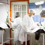 Río Grande refuerza su servicio veterinario con 900 turnos mensuales de castraciones