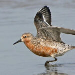 La odisea del ave de la luna: presentan en Río Grande la avant premiere de Moonbird