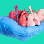 Récord de trasplantes y donantes de órganos en 2025