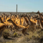 ¿Tierra del Fuego abrirá el debate sobre la comercialización del guanaco? La Comisión 3 podría analizar el modelo de Santa Cruz