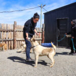 Residencia Canina Municipal en Tolhuin: un abordaje integral para el cuidado y bienestar animal
