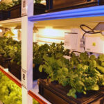 De la Antártida al balcón: Hidroponía en casa