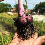 RGA Alimentos cosechó ajos violetas por primera vez