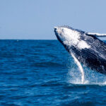 Entró en vigor el Tratado de Biodiversidad en Alta Mar con la ratificación de 83 países