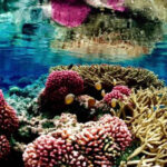 Gobierno provincial convoca a la capacitación: “Emprendedurismo de mar y desarrollo local desde el enfoque ecosistémico”