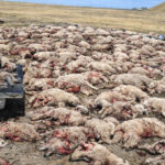 Perros asilvestrados: una masacre de corderos reaviva la crisis en el campo fueguino