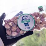 RGA Alimentos lanzó a la venta ajos violetas fueguinos en Río Grande