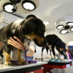 Ushuaia tendrá guardia veterinaria nocturna privada desde mayo