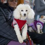 Tolhuin relanza la campaña gratuita de castración, vacunación antirrábica y desparasitación