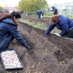 Río Grande Activa avanza en la resiembra de los ajos violetas fueguinos