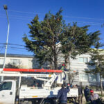 El Municipio refuerza el servicio de poda y recuerda cómo solicitar intervenciones en la vía pública