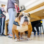 RGA Mascotera: El Municipio de Río Grande llevará adelante una nueva jornada de vacunación antirrábica hoy sábado