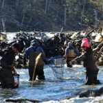 Tierra del Fuego avanza con el repoblamiento de ríos y lagos para la próxima temporada de pesca deportiva